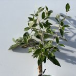 Kalina obyčajná (Viburnum opulus) ´ESKIMO´ - výška 110-130 cm, kont. C7.5L - NA KMIENKU